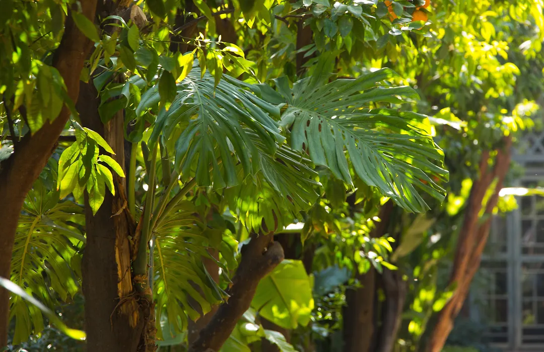 Les Jardins De La Médina-1